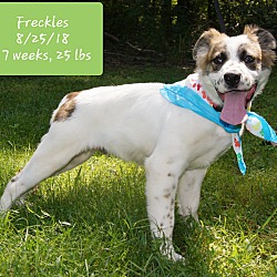 Thumbnail photo of Freckles 🌊 ADOPTED! #3