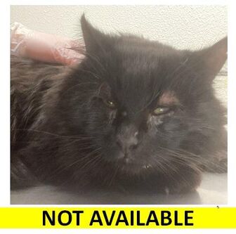 Eugene, OR - Domestic Longhair. Meet Gemini a Pet for ...