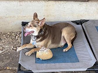 Adopt A Pet Petsmart Charities