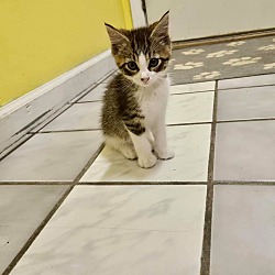 Adopted pets at Crestwood Animal Shelter in Saint Louis, Missouri