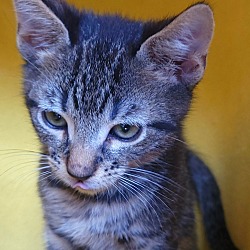 Thumbnail photo of Tourmalina's kitten Amethyst #3
