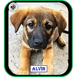 Thumbnail photo of Alvin - Alvin & the Chipmunks #4