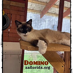 Thumbnail photo of Domino #3