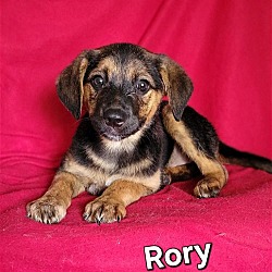 Thumbnail photo of Rory #1