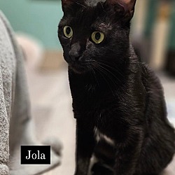 Thumbnail photo of Jóla #2