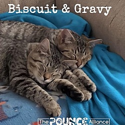 Thumbnail photo of Biscuit #3