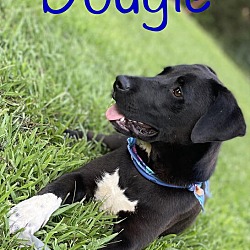 Thumbnail photo of Dougie Boy #2