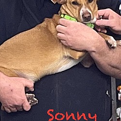 Thumbnail photo of Sonny #1