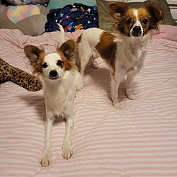 bonded pet photo