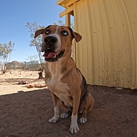 adopt a pet