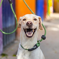 adopt a pet