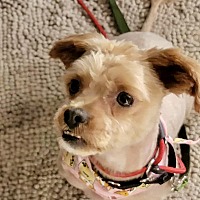 adopt-pet