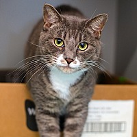 adopt a pet