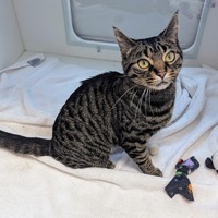 adopt-pet