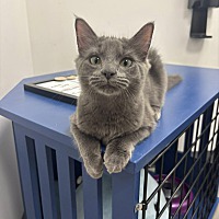 adopt a pet