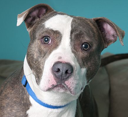 Chicago, IL - American Pit Bull Terrier. Meet Walter a Pet for Adoption ...