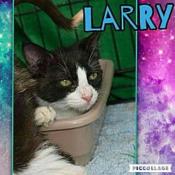 Thumbnail photo of Larry #2