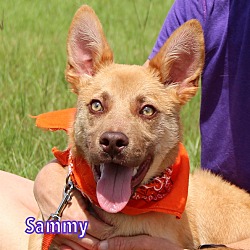 Thumbnail photo of Sammy #2
