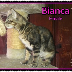 Thumbnail photo of Bianca #2