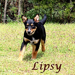 Thumbnail photo of Lipsy~adopted! #2