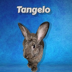 Photo of Tangelo