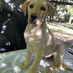 Photo of Labrador retriever puppies