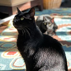 Thumbnail photo of Jellybean and Toothless #3