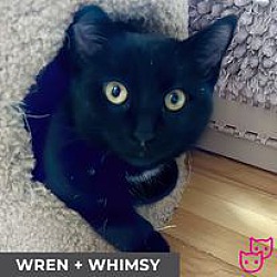 Photo of Wren (bonded with Whimsy)