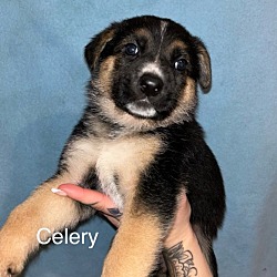 Photo of Celery (pending adoption)