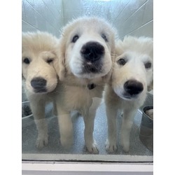 Photo of ADORABLE Pyrenees puppies!