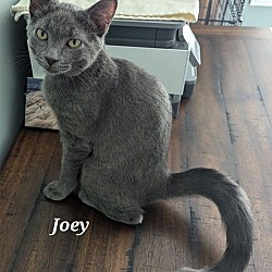 Thumbnail photo of Joey #2