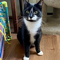 adopt a pet