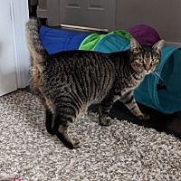 adopt a pet