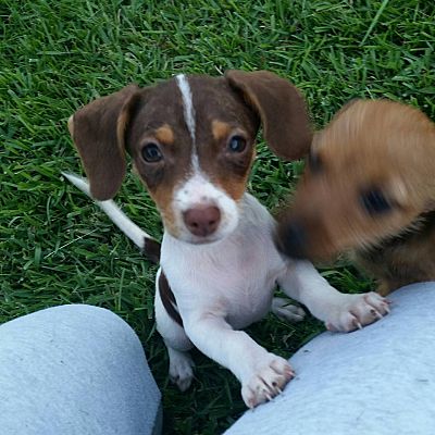 Metairie, LA - Dachshund/Chihuahua. Meet Nya a Pet for Adoption -  