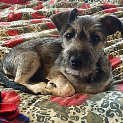Thumbnail photo of Hershey Puppy #4
