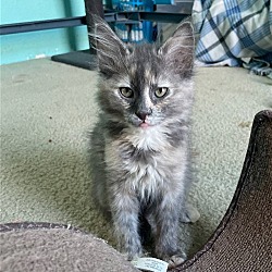 Photo of Kittens - $81