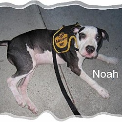 Thumbnail photo of Noah #1