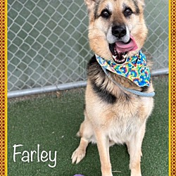 Thumbnail photo of FARLEY(in foster home) #3