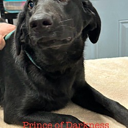 Thumbnail photo of Prince of Darkness #4