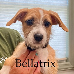 Thumbnail photo of Bellatrix #1
