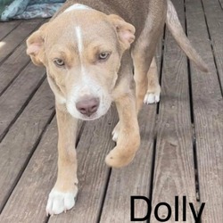 Thumbnail photo of Dolly #1