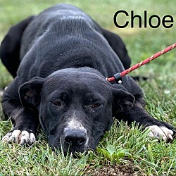 Thumbnail photo of Chloe🐾 #1