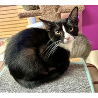 adopt-pet