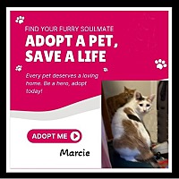 adopt a pet