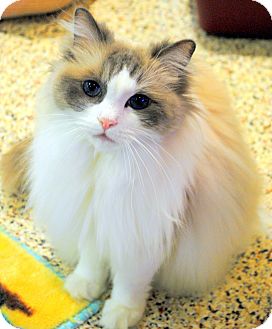 ragdoll rescue sc