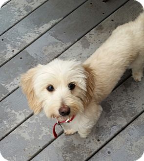 maltese dachshund puppies