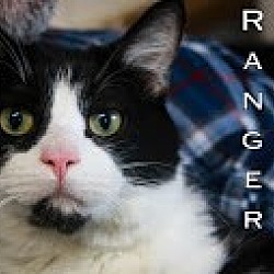 Photo of Ranger Kitty $50