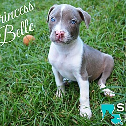 Thumbnail photo of Princess Belle #1