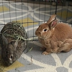 Thumbnail photo of Clover and Ginger #1