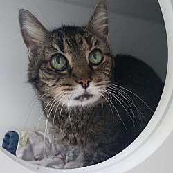 Greenfield Hancock County Animal Management In Greenfield Indiana